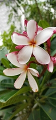 Plumeria