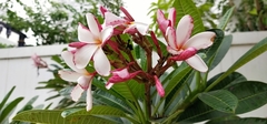 Plumeria