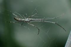 Tetragnatha ceylonica