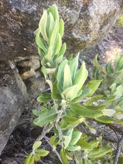 Acrisione denticulata