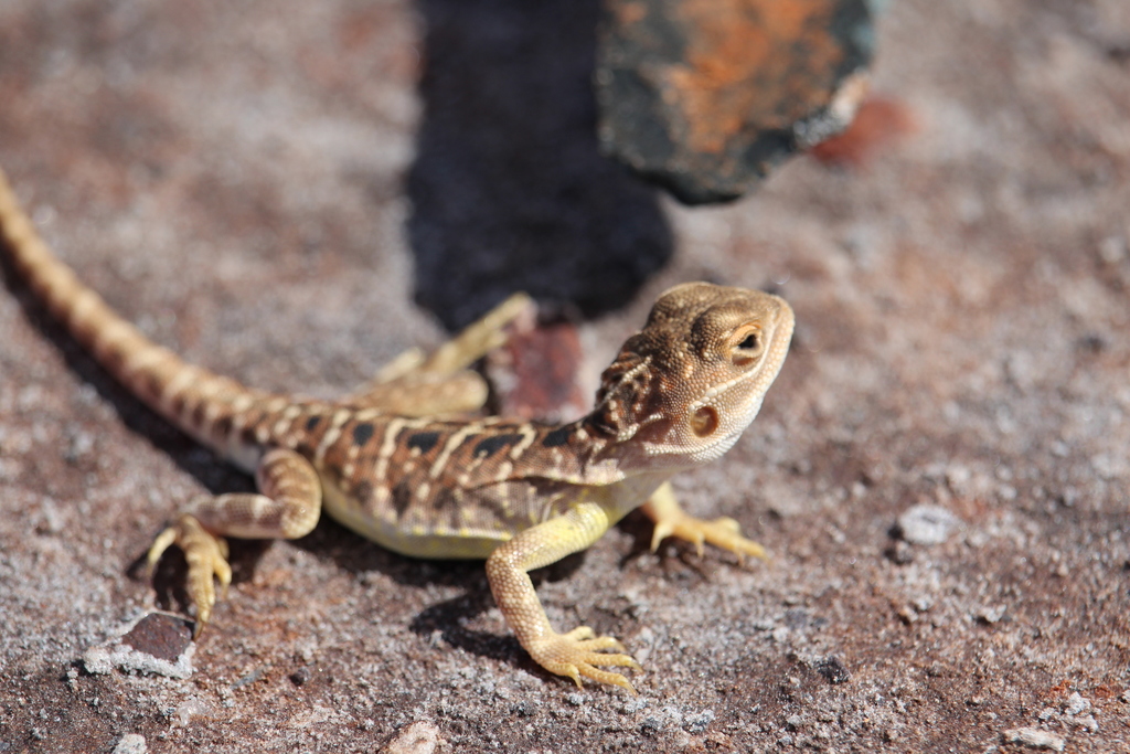 Saltpan Ground-dragon