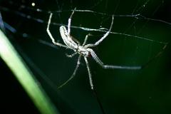 Tetragnatha ceylonica