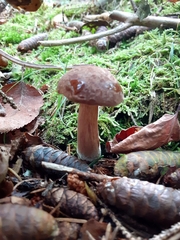 Austroboletus gracilis