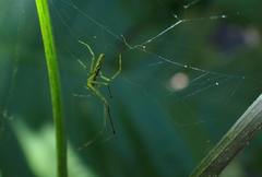 Tetragnatha ceylonica