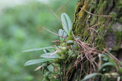 Bulbophyllum griffithii