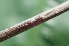 Tetragnatha ceylonica