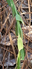 Carphephorus corymbosus
