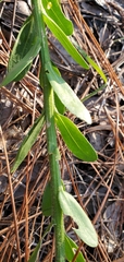 Carphephorus corymbosus