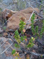 Cliffortia pulchella