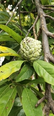 Annona squamosa
