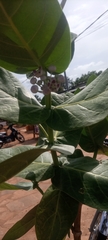 Calotropis procera