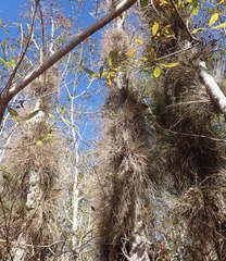 Tillandsia bartramii
