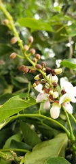 Derris trifoliata