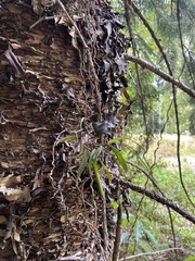 Plectorrhiza tridentata