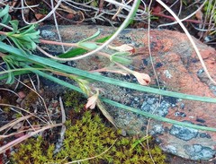 Hermannia diversistipula