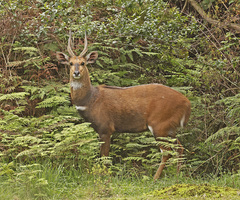Tragelaphus scriptus bor