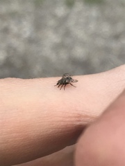 Homalactia harringtoni