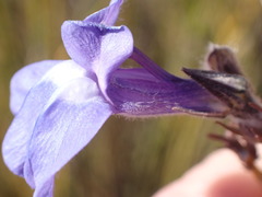 Lobelia linearis