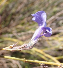 Lobelia linearis