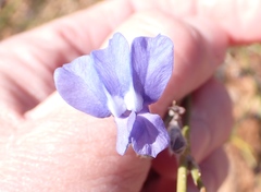Lobelia linearis