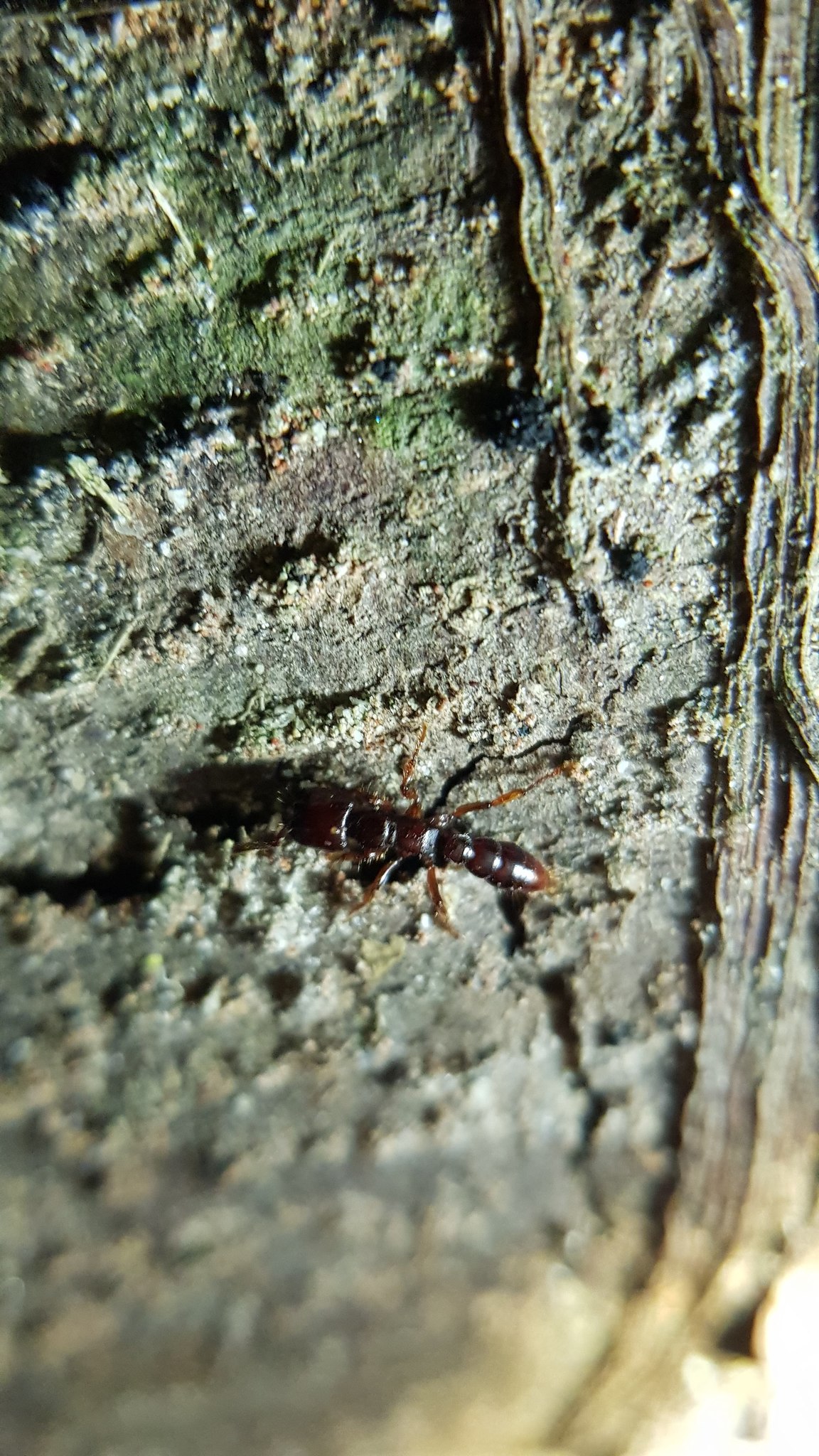 Myopopone castanea