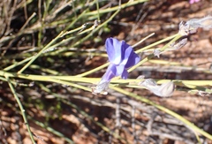 Lobelia linearis
