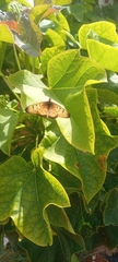 Acraea caecilia