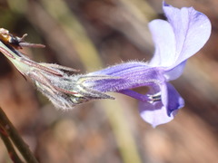Lobelia linearis