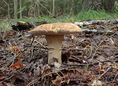 Boletus atkinsonii