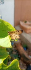 Acraea caecilia