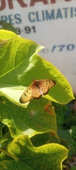 Acraea caecilia