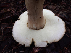 Boletus atkinsonii
