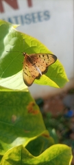 Acraea caecilia