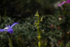 Prasophyllum gracile