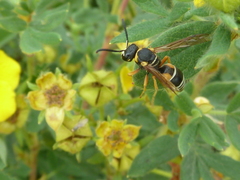 Pseudepipona herrichii