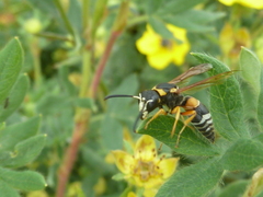 Pseudepipona herrichii