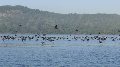 Nannopterum brasilianum