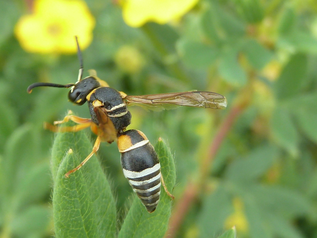 Pseudepipona aldrichi