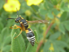 Pseudepipona herrichii