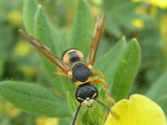 Pseudepipona herrichii