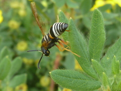Pseudepipona herrichii