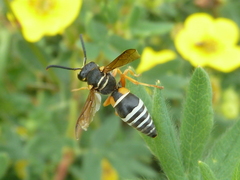 Pseudepipona herrichii