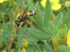Pseudepipona herrichii