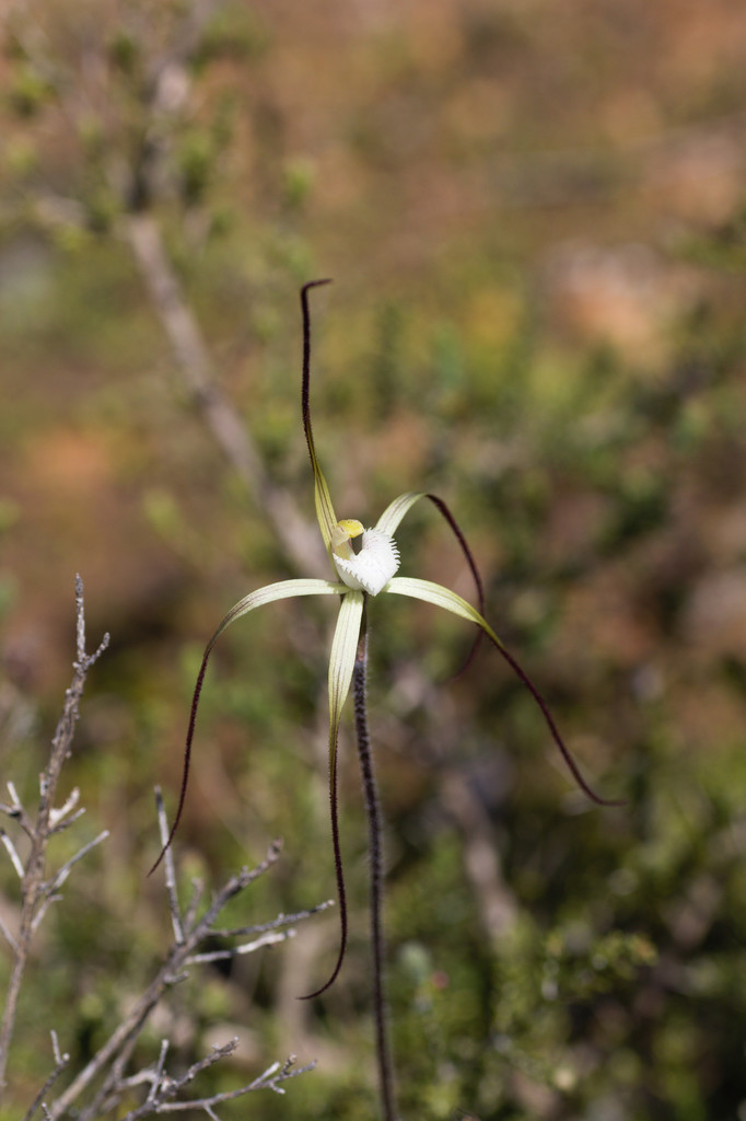 Caladenia denticulata