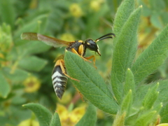 Pseudepipona herrichii