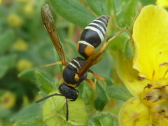 Pseudepipona herrichii