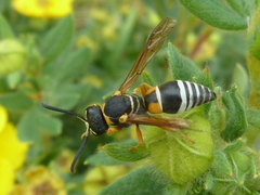 Pseudepipona herrichii