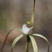 Yellow Spider Orchid - Photo (c) Hugo Innes, some rights reserved (CC BY), uploaded by Hugo Innes