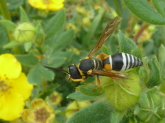 Pseudepipona herrichii