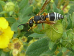 Pseudepipona herrichii